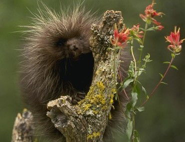 Кокорина Татьяна