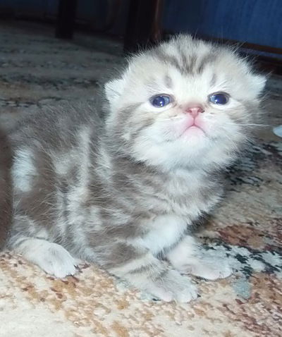 Ольга Чеснова