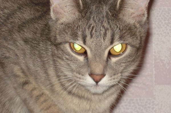 Светлана Губина