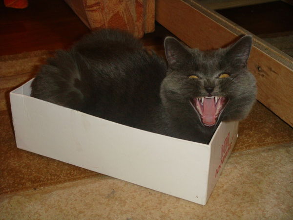 Андрей Кожухов