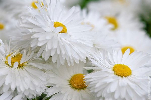 Наталья Колесова