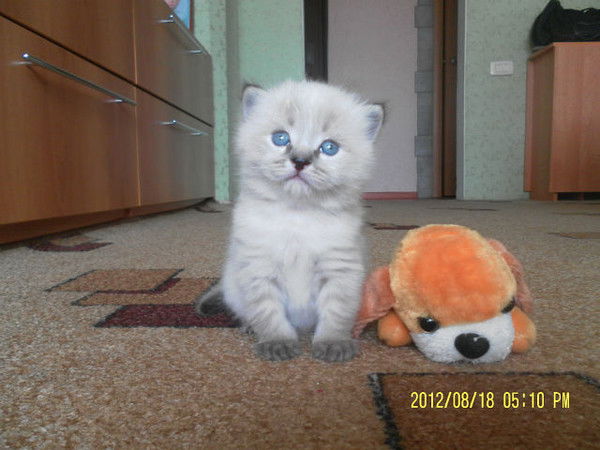 Светлана Светикова