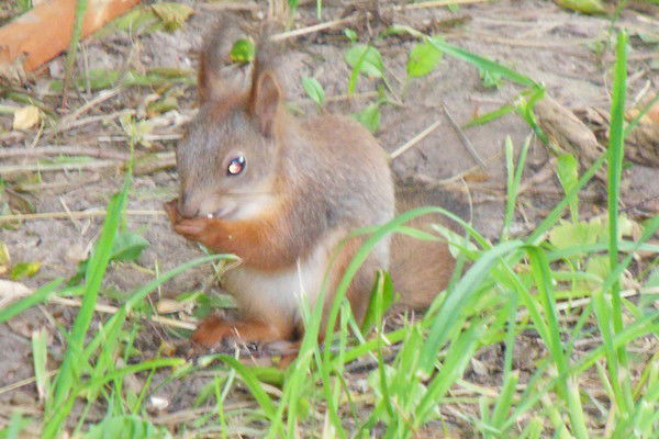 Наталия Коростелева