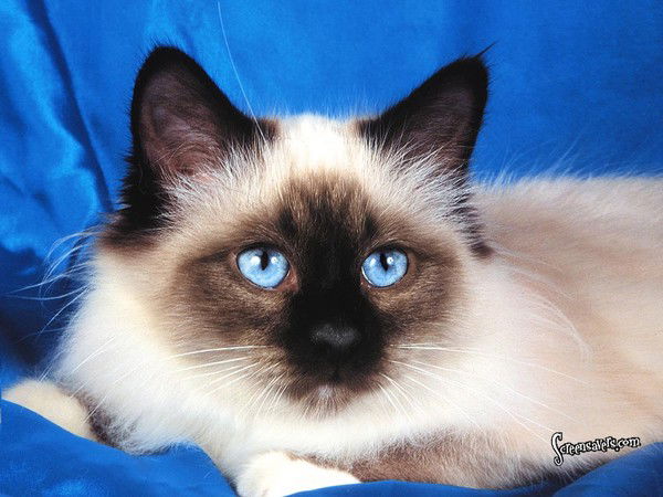 Анна Лоднева