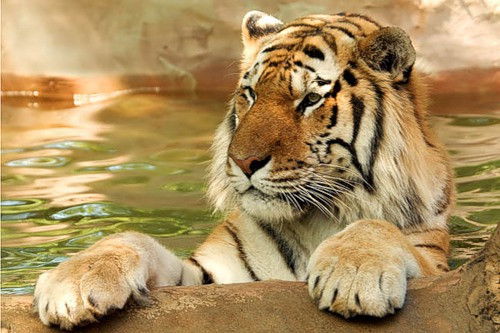 Павел Глухов