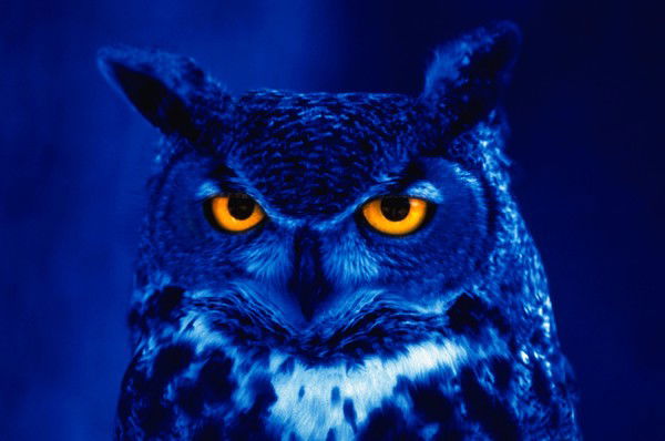 Инна Комарова