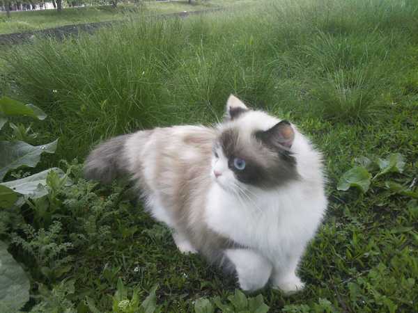 Лилия Крайник