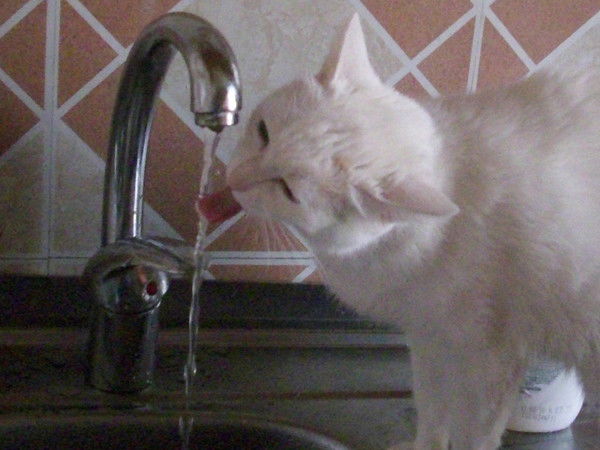 Надежда Барташевская