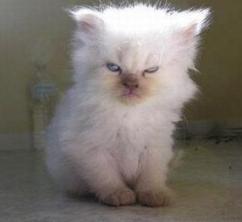 Дмитрий Драчев