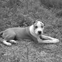 Олеся Стефанець