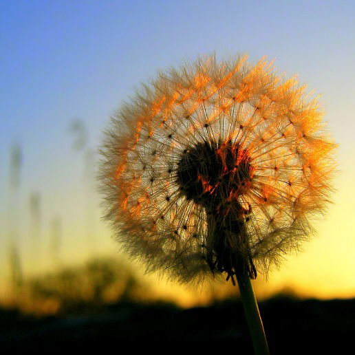 Саша Золотарев