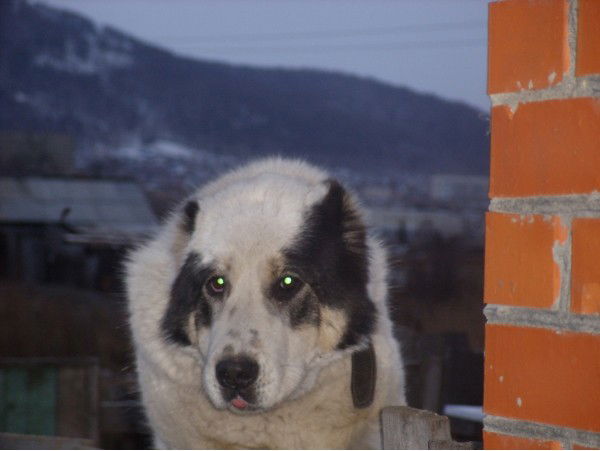 Виталий Предеин