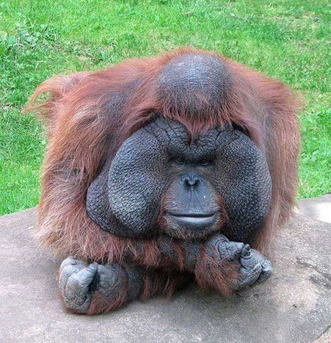 Гоша Самарский