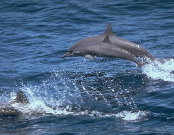 Жанылсын Даулетова