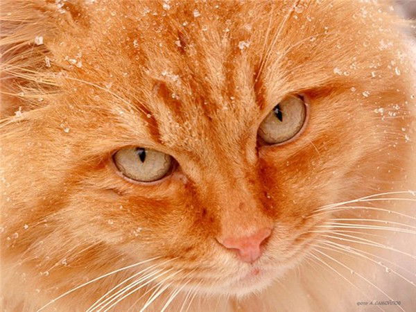 Огненная Мурка