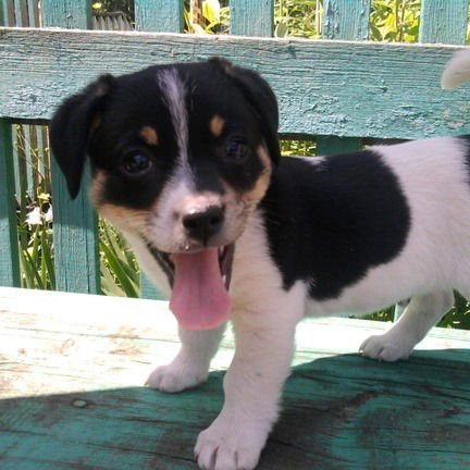 Богдан Невзгоден