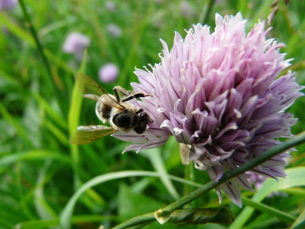 Лиля Азизова