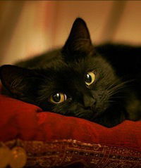 Елена Марченко