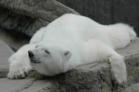 Мишка Медведев