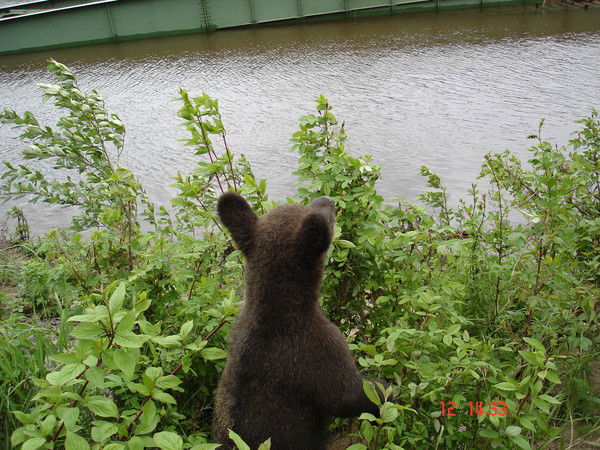 Мунко Будаев