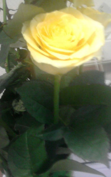 Наталья Медведева