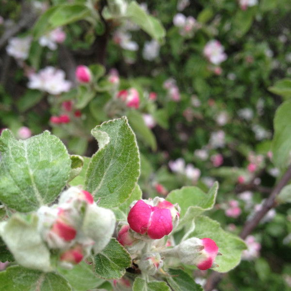 Анастасия Колебошина