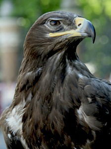 Сингаевский Сергей