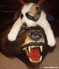 Даурен Исаев