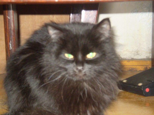 Сергей Вдовин