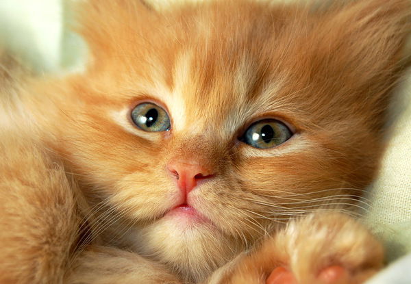 Александра Alex