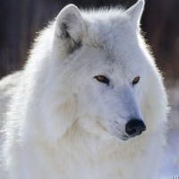 Алексей Беспалов