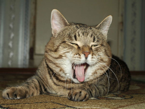 Андрей Дмитриенко