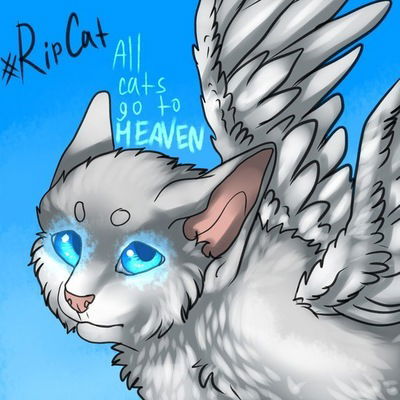 Анастасия Анисимова