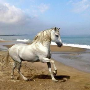 Кгу Отдел Ветеринарии Акимата Г.тараз