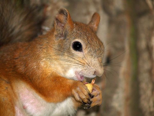 Маргарита Кунцова