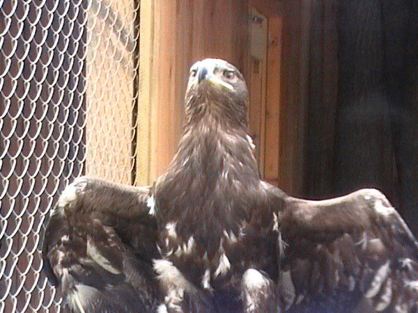 Кислинка Килинка