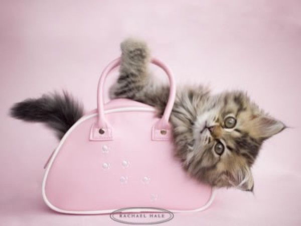 Екатерина Дорофеева