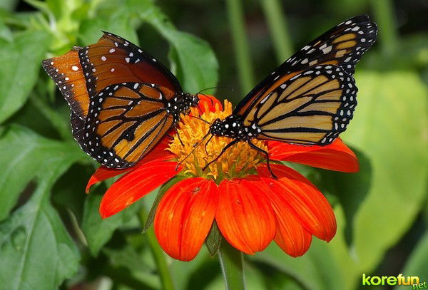 Елена Бражникова