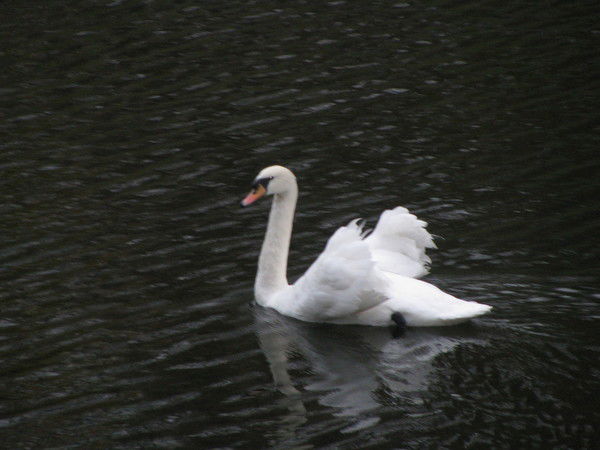 Ирина Кожемякина