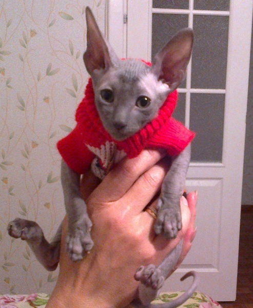 Александр Графа