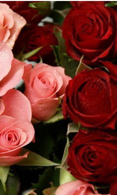 Фарангис Хамидова