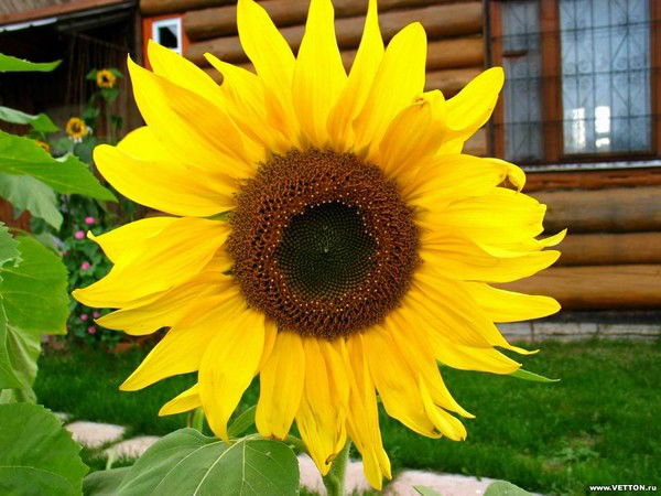 Наталья Корзун