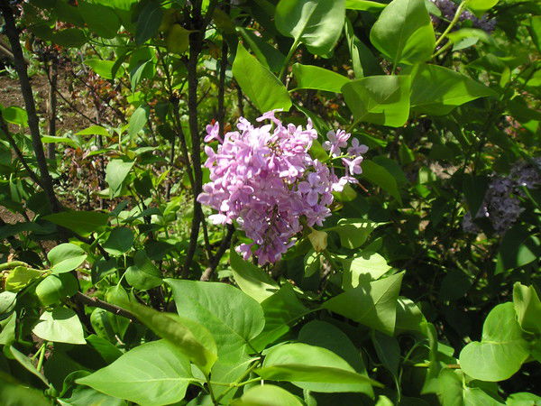 Николай Клименко