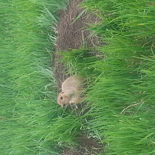 Сетлана Депутатова