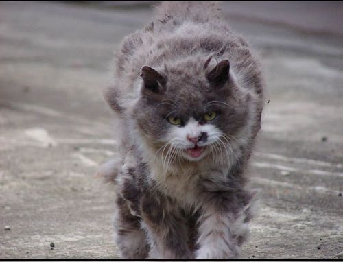 Алексей Звягин