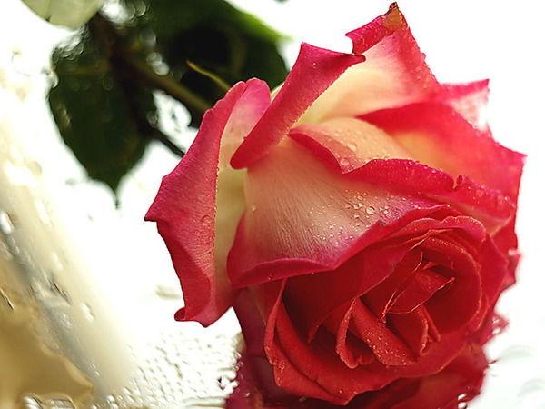 Марина Николаенко