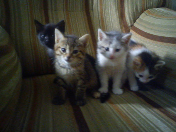 Григорий Варачев