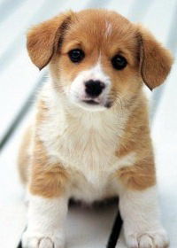 Кирилл Потапенко