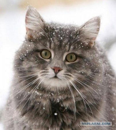 Людмила Киевская