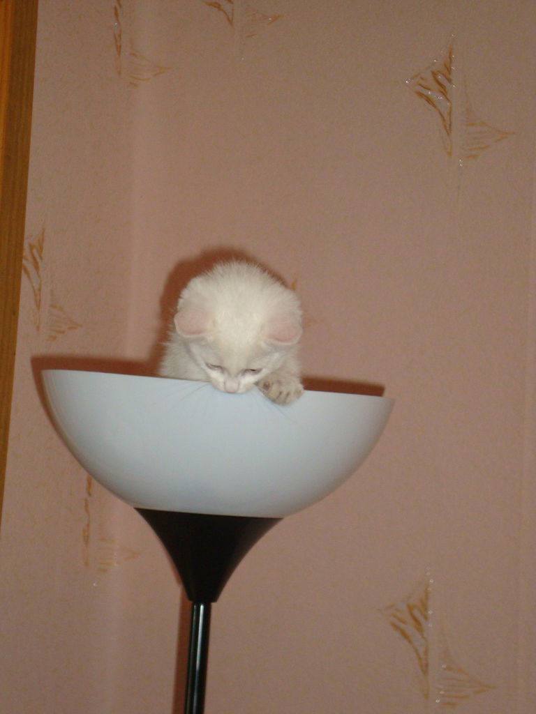 Оленька Котова